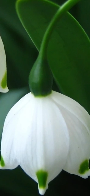 Snowdrop Flower Closeup