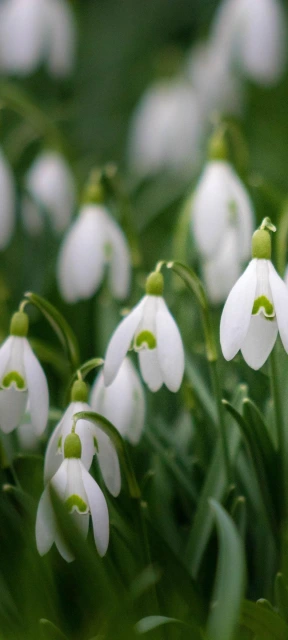 Snowdrop Flowers Field