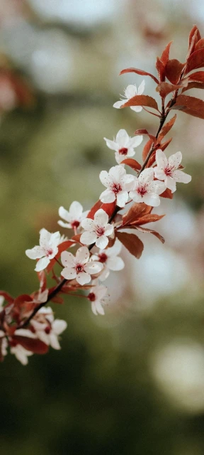 Spring Blossom Branch 1