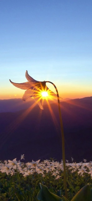 Sun Through Flower