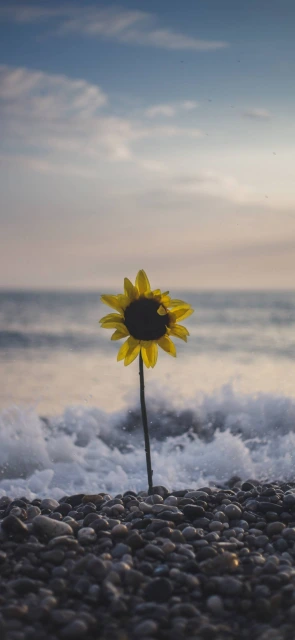 Sunflower by Sea