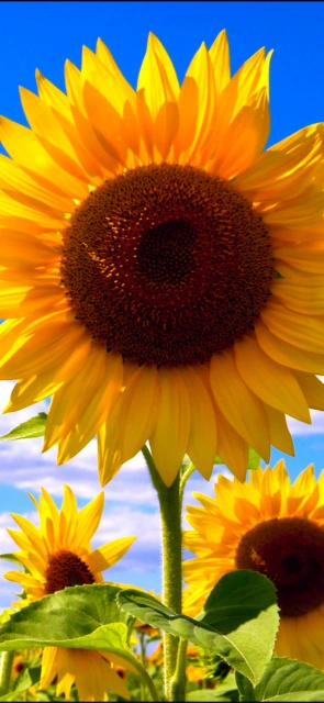 Sunflower Field