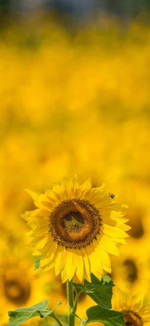 Sunflower Field Close Up