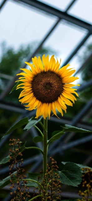 Sunflower in Glass Structure