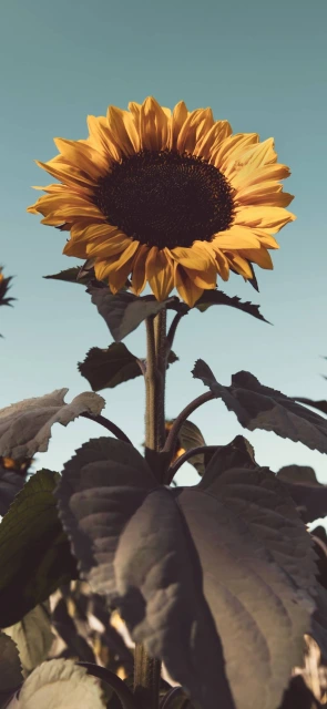 Sunflower Phone Wallpaper