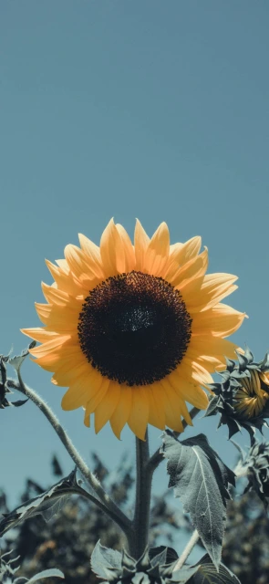 Sunflower Wallpaper