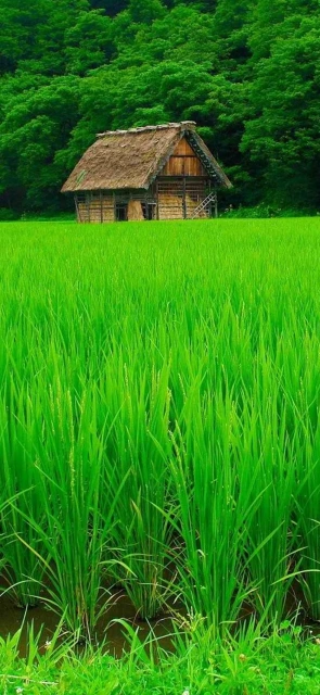 Thatched Hut Green Rice Field