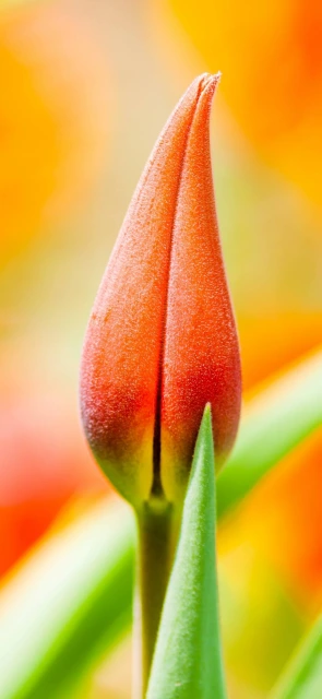 Tulip Bud Close Up