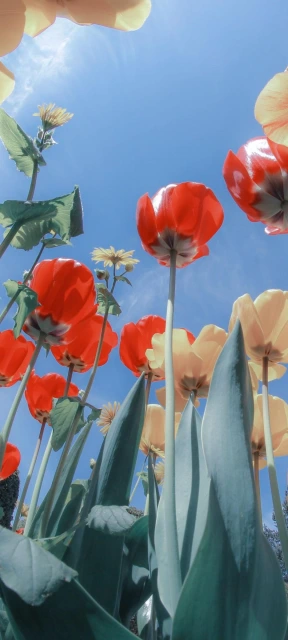 Tulips Under Blue Sky