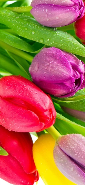 Tulips with Dewdrops