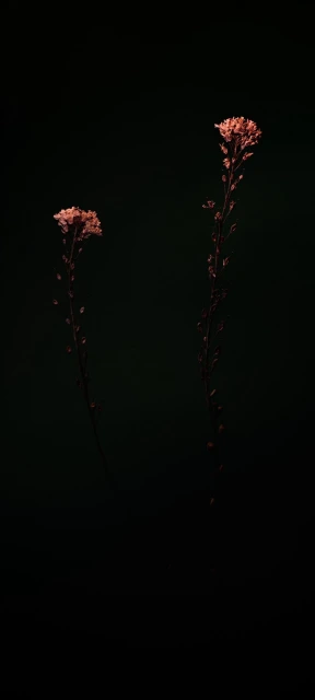 Two Flowers Against Dark Background