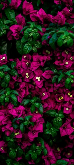 Vibrant Pink Flowers