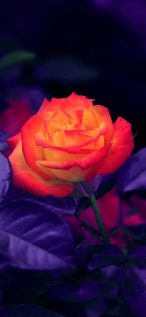 Vibrant Rose Wallpaper