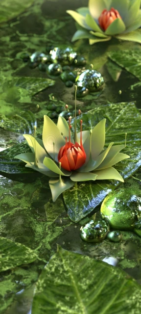 Water Lily Blooms