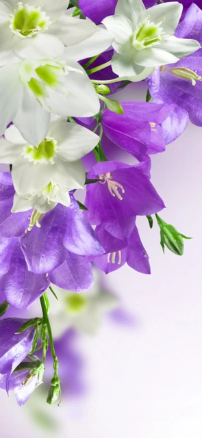 White and Purple Flowers
