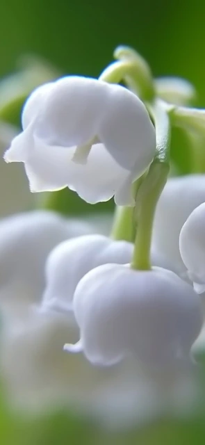 White Bellflowers Close up