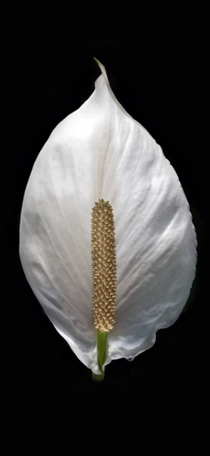 White Calla Lily Close up 1