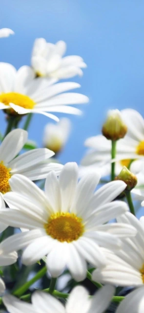 White Daisies Blue Sky