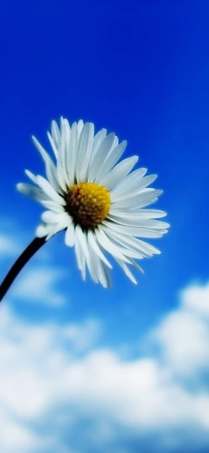 White Daisy Against Blue Sky