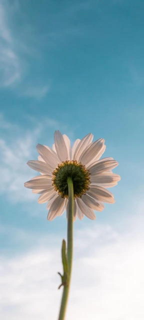 White Daisy Against Sky