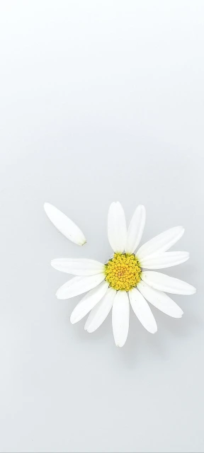 White Daisy Flower 1