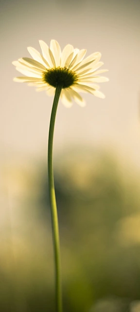 White Daisy Flower 2