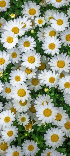 White Daisy Flowers