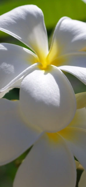 White Flower Close up