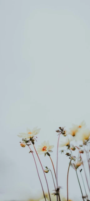 White Flowers Against Sky