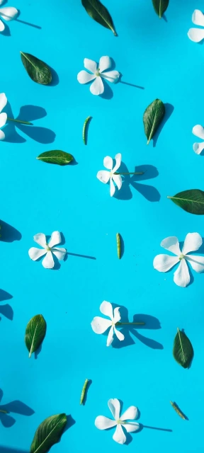 White Flowers and Leaves on Blue