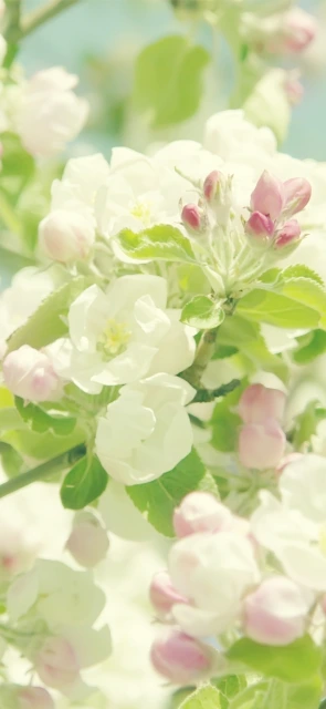 White Flowers Blooming