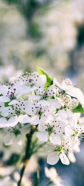 White Flowers Close Up