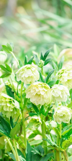 White Flowers in Garden