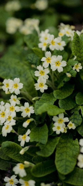 White Flowers in Green Leaves