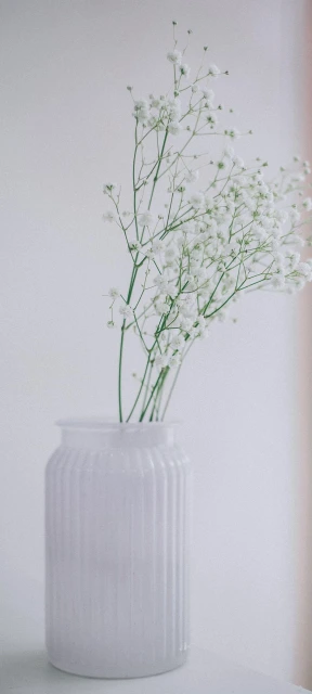 White Flowers in Vase