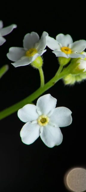 White Flowers on Black Background