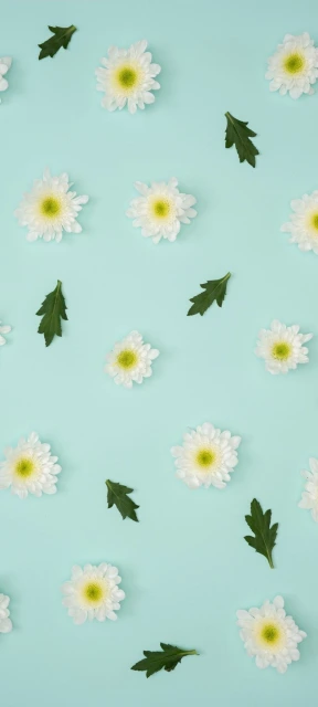 White Flowers on Blue Background