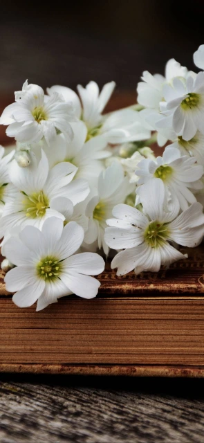 White Flowers on Book