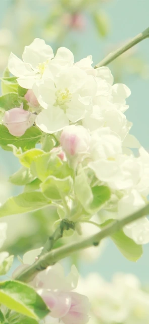 White Flowers on Branch