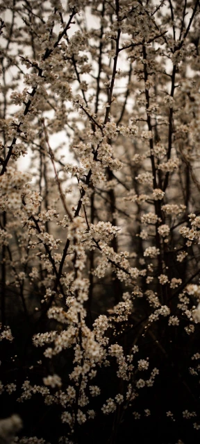 White Flowers on Branches