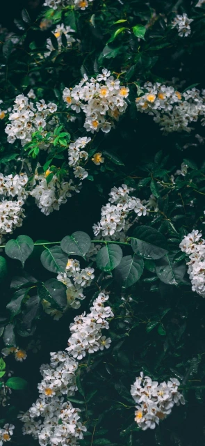 White Flowers on Green Leaves 1