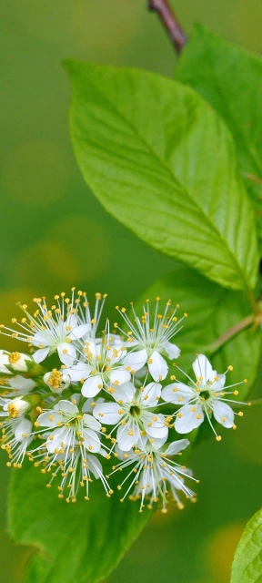White Flowers on Green Leaves