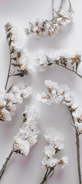 White Flowers on White Background