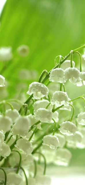 White Flowers with Dew