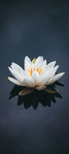 White Lotus on Water 1