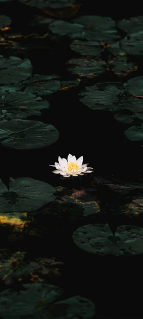 White Lotus on Water
