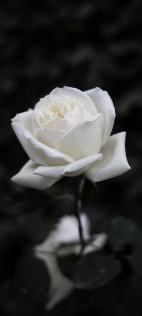 White Rose Close Up