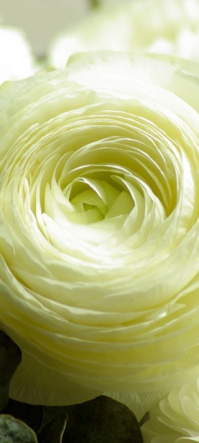White Rose Closeup