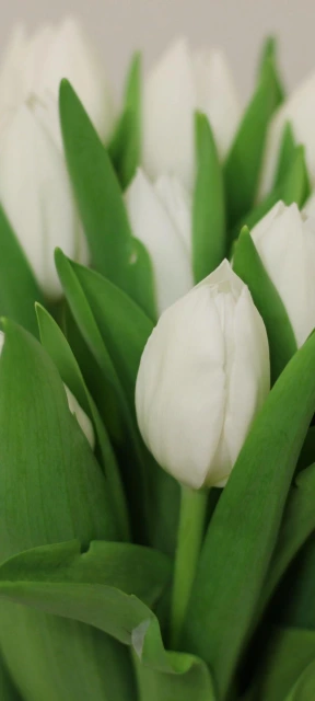 White Tulips Close Up