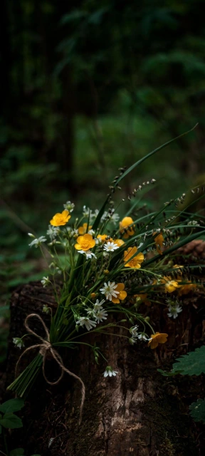 Wildflowers on Log